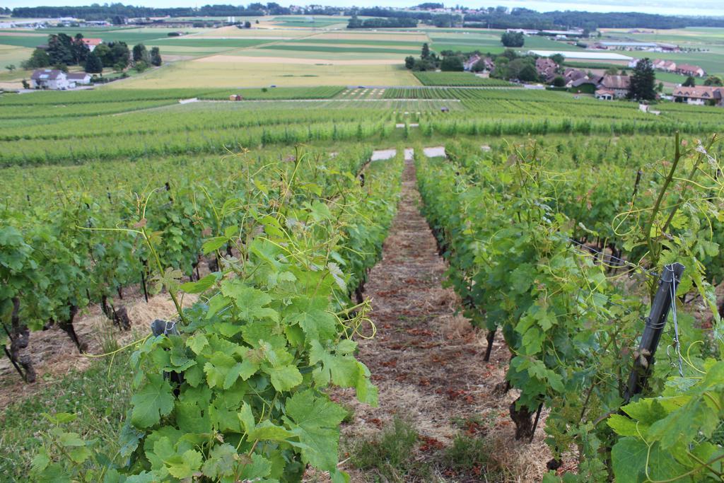 Au Coeur Du Vignoble Sur Bursins Bed & Breakfast Luaran gambar