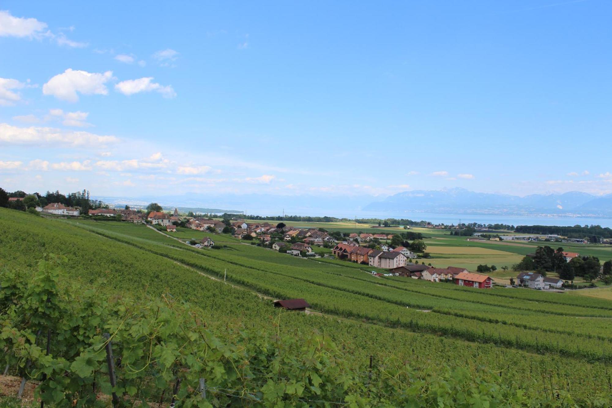 Au Coeur Du Vignoble Sur Bursins Bed & Breakfast Luaran gambar